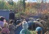 groupe de jeunes élèves au milieu d'un troupeau de cochons