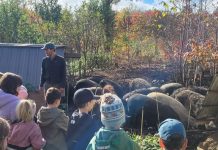 groupe de jeunes élèves au milieu d'un troupeau de cochons