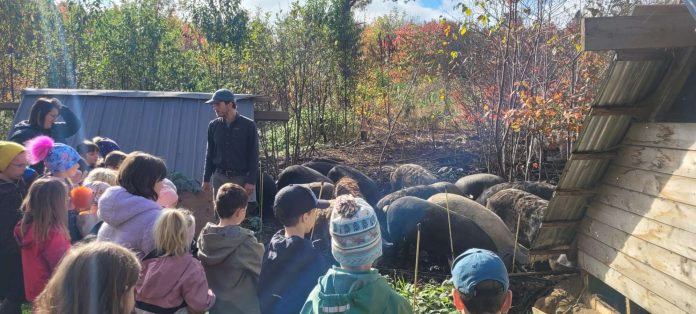 groupe de jeunes élèves au milieu d'un troupeau de cochons