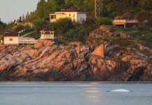 photo du dos d'un béluga à la pointe de l'îlslet à Tadoussac