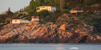 photo du dos d'un béluga à la pointe de l'îlslet à Tadoussac