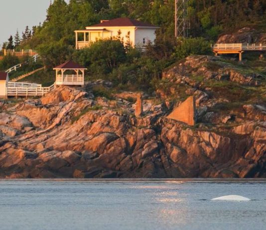 photo du dos d'un béluga à la pointe de l'îlslet à Tadoussac